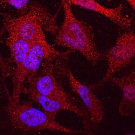 Human DPP9 Antibody MAB5419: R&D Systems