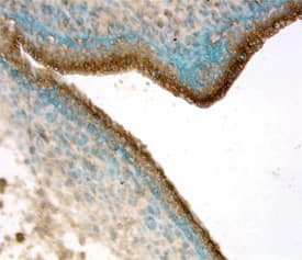 EphB4 antibody in Mouse Embryo by Immunohistochemistry (IHC-Fr).