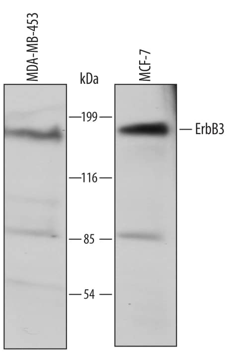 Detection of Human ErbB3/Her3 antibody by Western Blot.