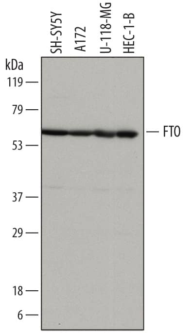 Detection of Human FTO antibody by Western Blot.