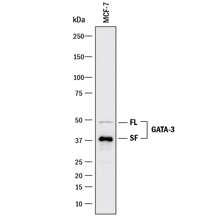 Detection of Human GATA-3 antibody by Western Blot.