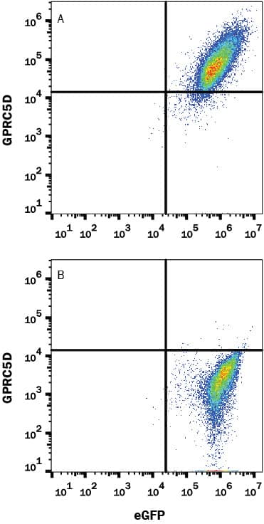 Detection of GPRC5D antibody in HEK293 Human Cell Line Transfected with Human GPRC5D and eGFP antibody by Flow Cytometry.