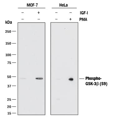 Detection of Human Phospho-GSK-3 beta  (S9) antibody by Western Blot.