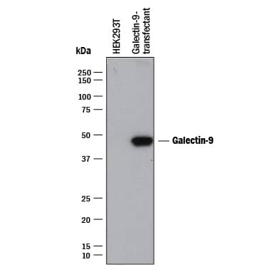 Detection of Human Galectin-9 antibody by Western Blot.