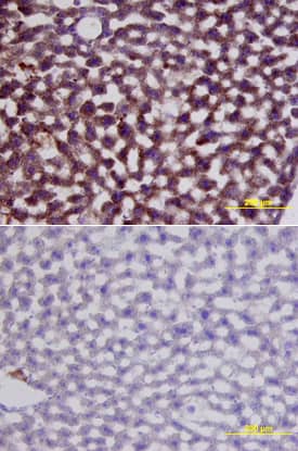 HGF antibody in Mouse Liver by Immunohistochemistry (IHC-Fr).