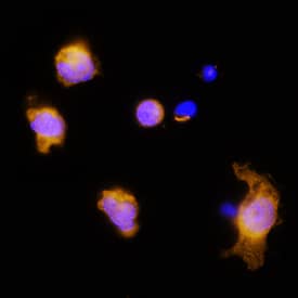 IL-3 antibody in Rat Splenocytes by Immunocytochemistry (ICC).