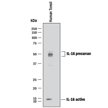 Detection of Human IL-16 antibody by Western Blot.