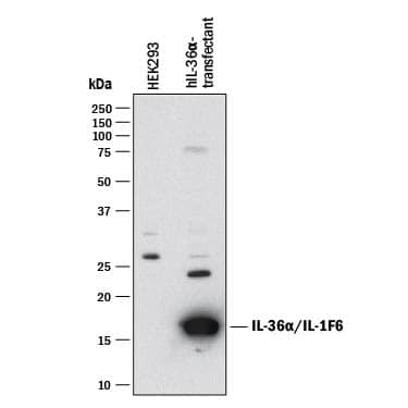 Human IL-36 gamma /IL-1F9 Antibody (AF2320) | Bio-Techne