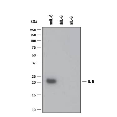 Detection of Recombinant Mouse IL-6 antibody by Western Blot.