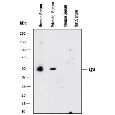 Igg Antibody Photos and Images & Pictures