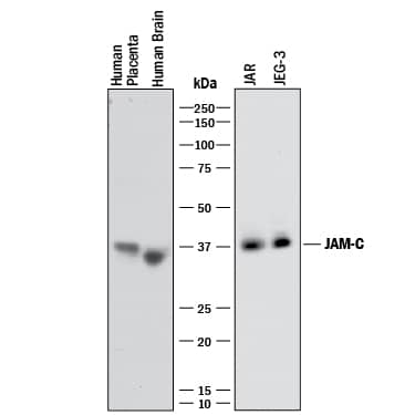 Detection of Human JAM-C antibody by Western Blot.