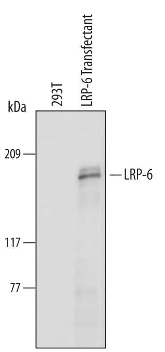 Detection of Human LRP-6 antibody by Western Blot.