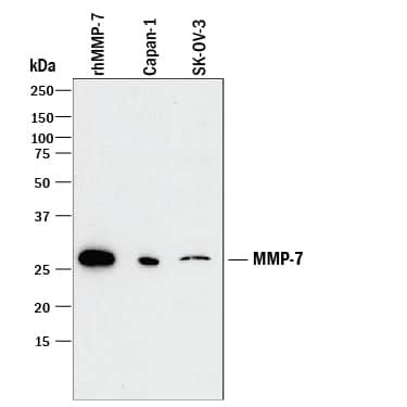 Detection of Human MMP-7 antibody by Western Blot.