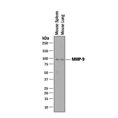 Omega Engineering OM-HL-SP-T