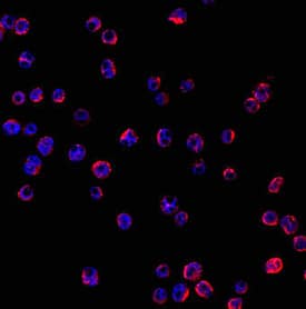 Mer antibody in J774A by Immunocytochemistry (ICC).1 Mouse Cell Line by Immunocytochemistry (ICC).