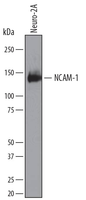 Detection of Mouse NCAM-1/CD56 antibody by Western Blot.