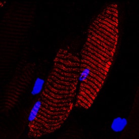 Human NOD1 Antibody AF7090100 R&D Systems