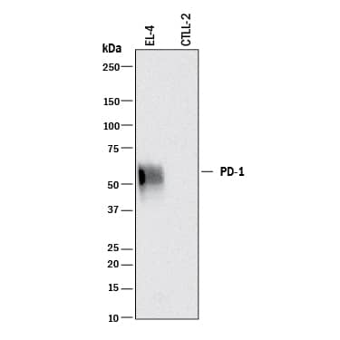 Detection of Mouse PD-1 antibody by Western Blot.