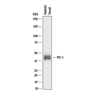 Detection of Human PD-1 antibody by Western Blot.