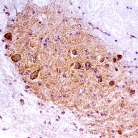 Ret antibody in Mouse Spinal Cord by Immunohistochemistry (IHC-Fr).