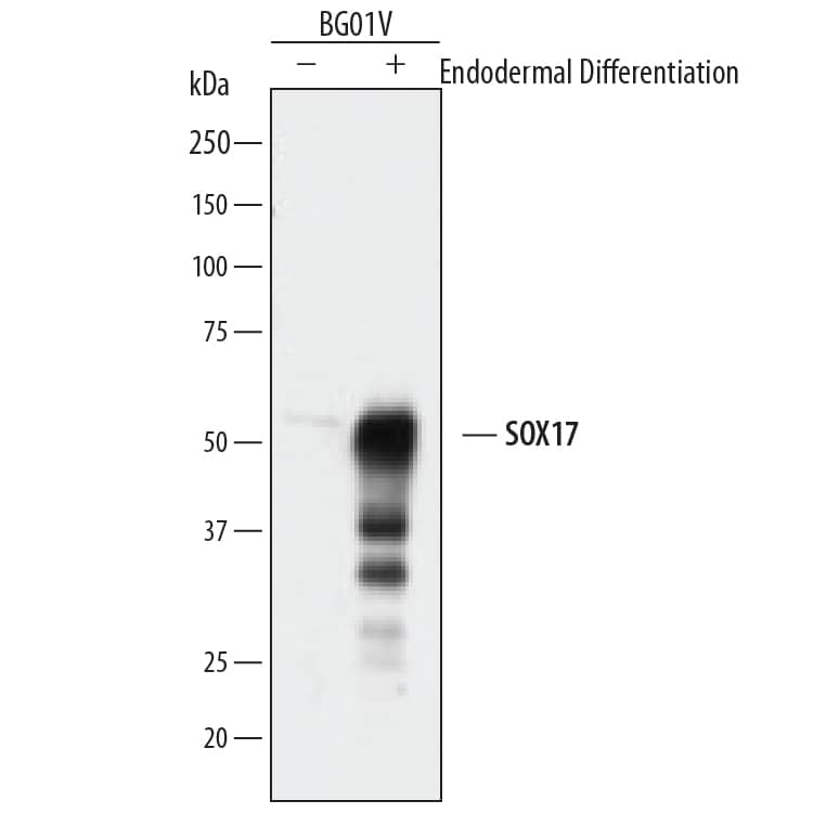 Detection of Human SOX17 antibody by Western Blot.