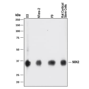 Detection of Human, Mouse, and Rat SOX2 antibody by Western Blot.