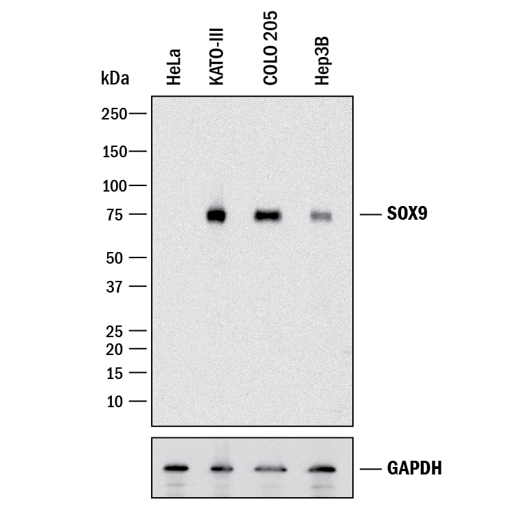 Human SOX9 Antibody AF3075: R&D Systems