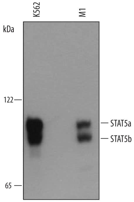 Detection of Human/Mouse STAT5a/b antibody by Western Blot.