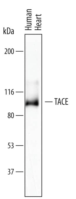 Detection of Human TACE/ADAM17 antibody by Western Blot.