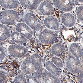 Mouse/Rat Tie-2 Antibody AF762: R&D Systems