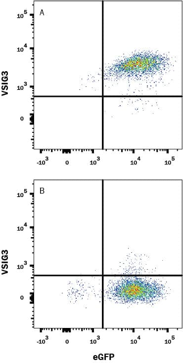 Detection of VSIG3 antibody in HEK293 Human Cell Line Transfected with Human VSIG3 and eGFP antibody by Flow Cytometry.