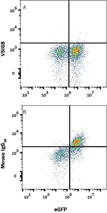 VISTA/B7-H5 Binding to VSIG8-transfected HEK293 Human Cell Line is Blocked by Human VSIG8 Antibody.