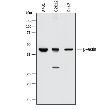 Human Mouse Rat Beta Actin Antibody Mab29 R D Systems