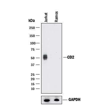 CD2 Products: R&D Systems