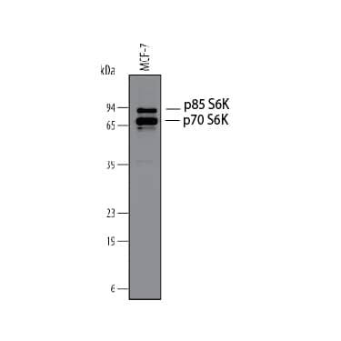 Detection of Human and Mouse p70 S6 Kinase antibody by Western Blot.