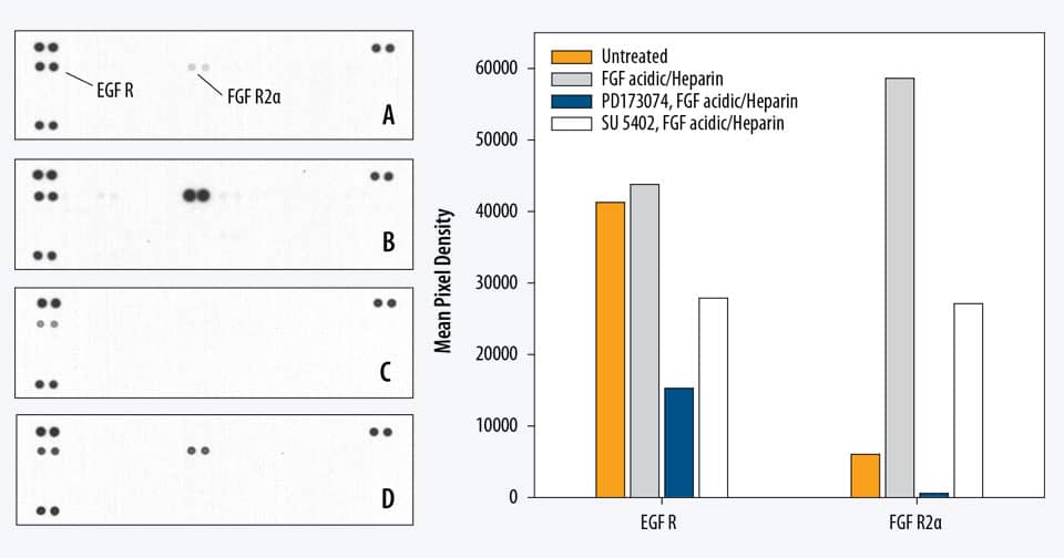 Proteome Profiler Human Phospho Rtk Array Kit Ary001b R D Systems