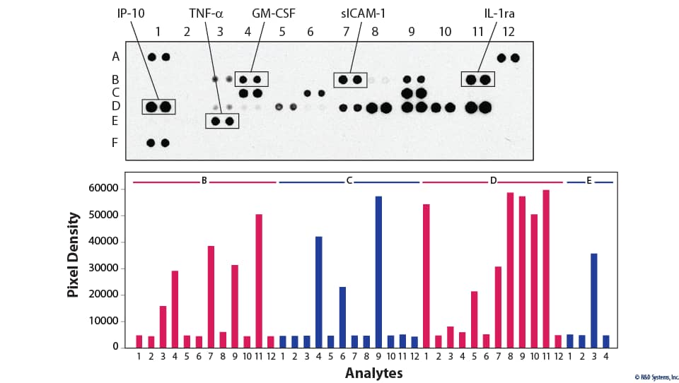 https://resources.rndsystems.com/images/datasheets/ary006_proteome-profiler-mouse-cytokine-array-kit-panel-a-5112020135828.png