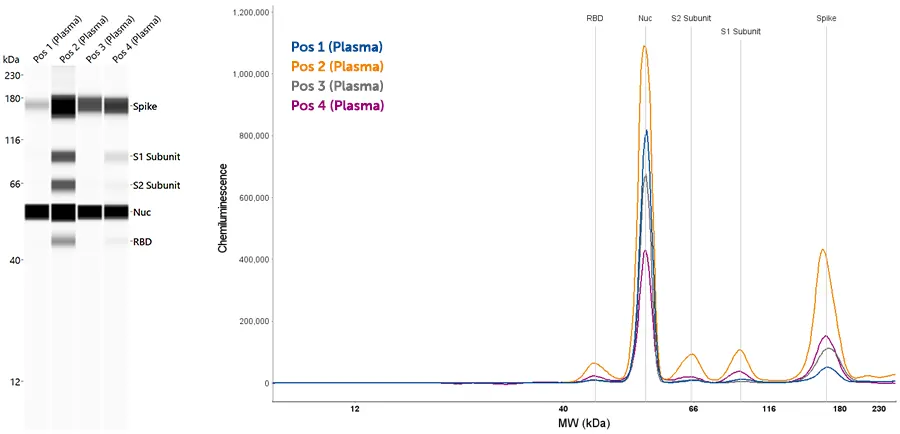 Simple Western SARS-CoV-2 serology assay is validated for human serum and plasma.