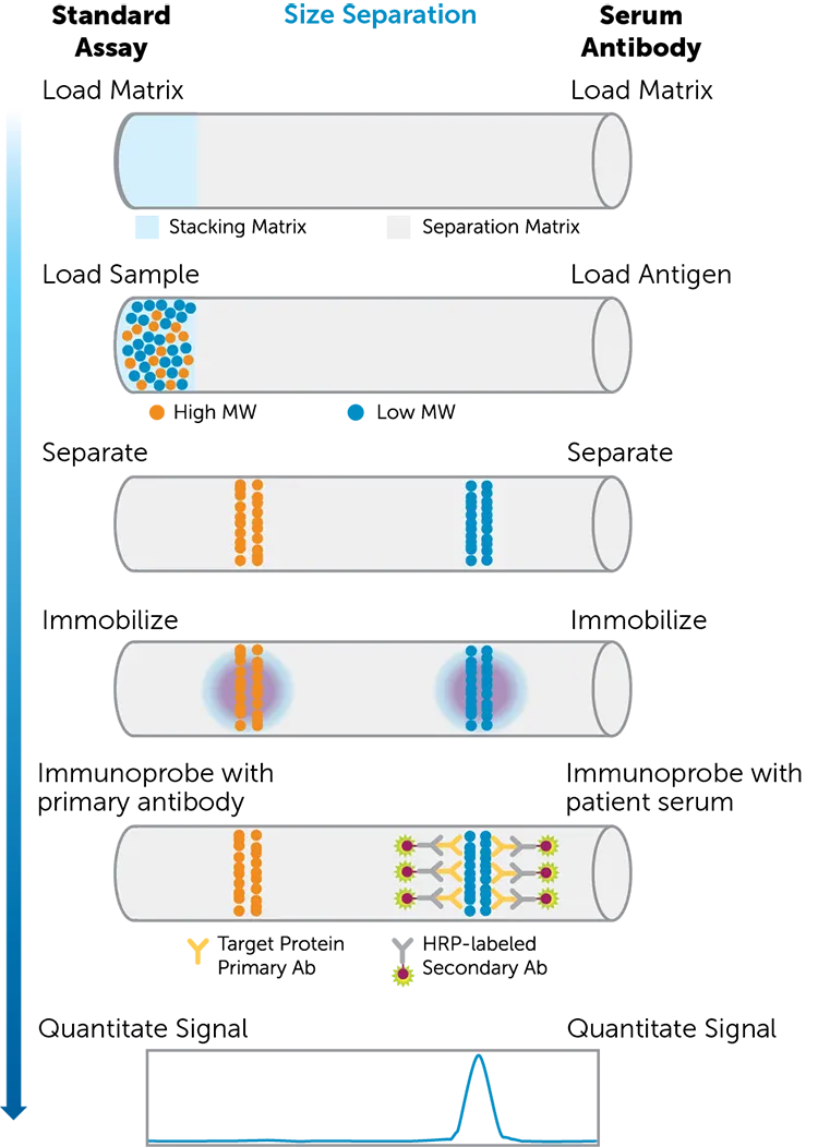 Workflow schematic of the Simple Western SARS-CoV-2 serology assay.