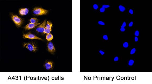 Goat IgG NorthernLights™ NL637-conjugated Antibody NL002: R&D Systems