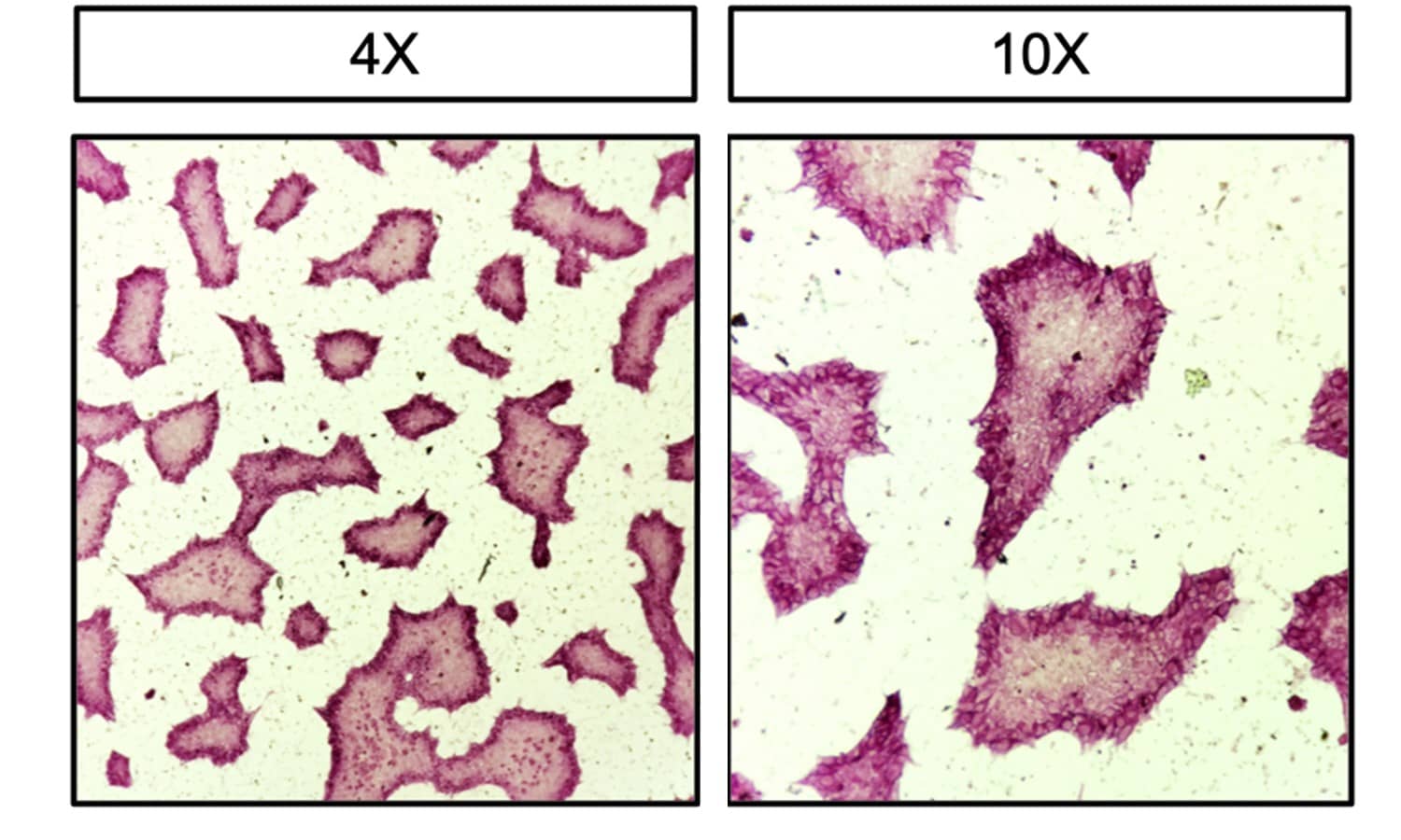 Assessment of Pluripotency on Cultrex RGF BME.