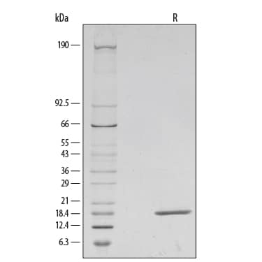 Recombinant Human Fgf Basic Fgf2 Bfgf 146 Aa Protein 233 Fb 025 R D Systems