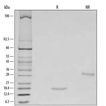 Gdnf recombinant protein