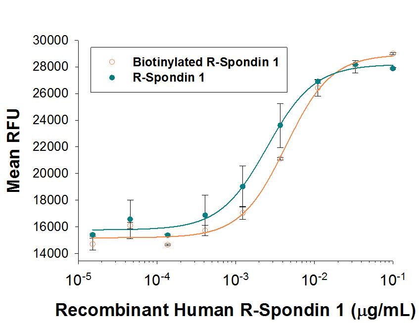 Recombinant Human R-Spondin 1 Biotinylated Protein, CF Bioactivity Recombinant Human R-Spondin 1 Biotinylated Protein, CF Bioactivity