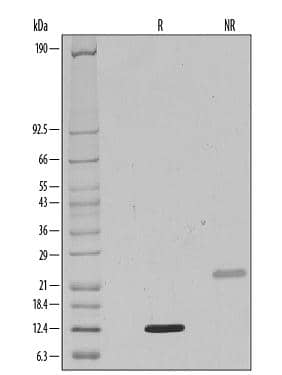 Recombinant Human Tgf Beta 1 Protein 240 B 002 R D Systems