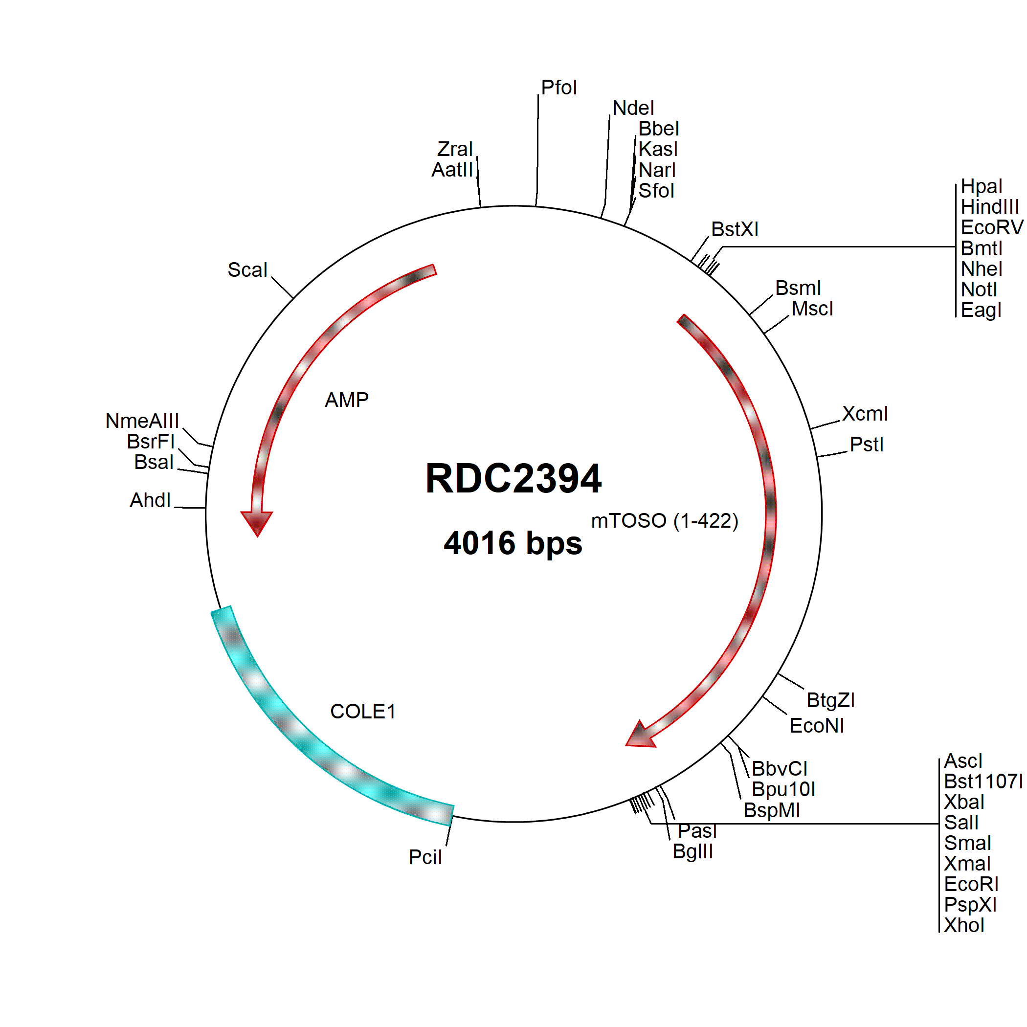 Mouse Fc Mu R FAIM3 NP 081252 VersaClone CDNA