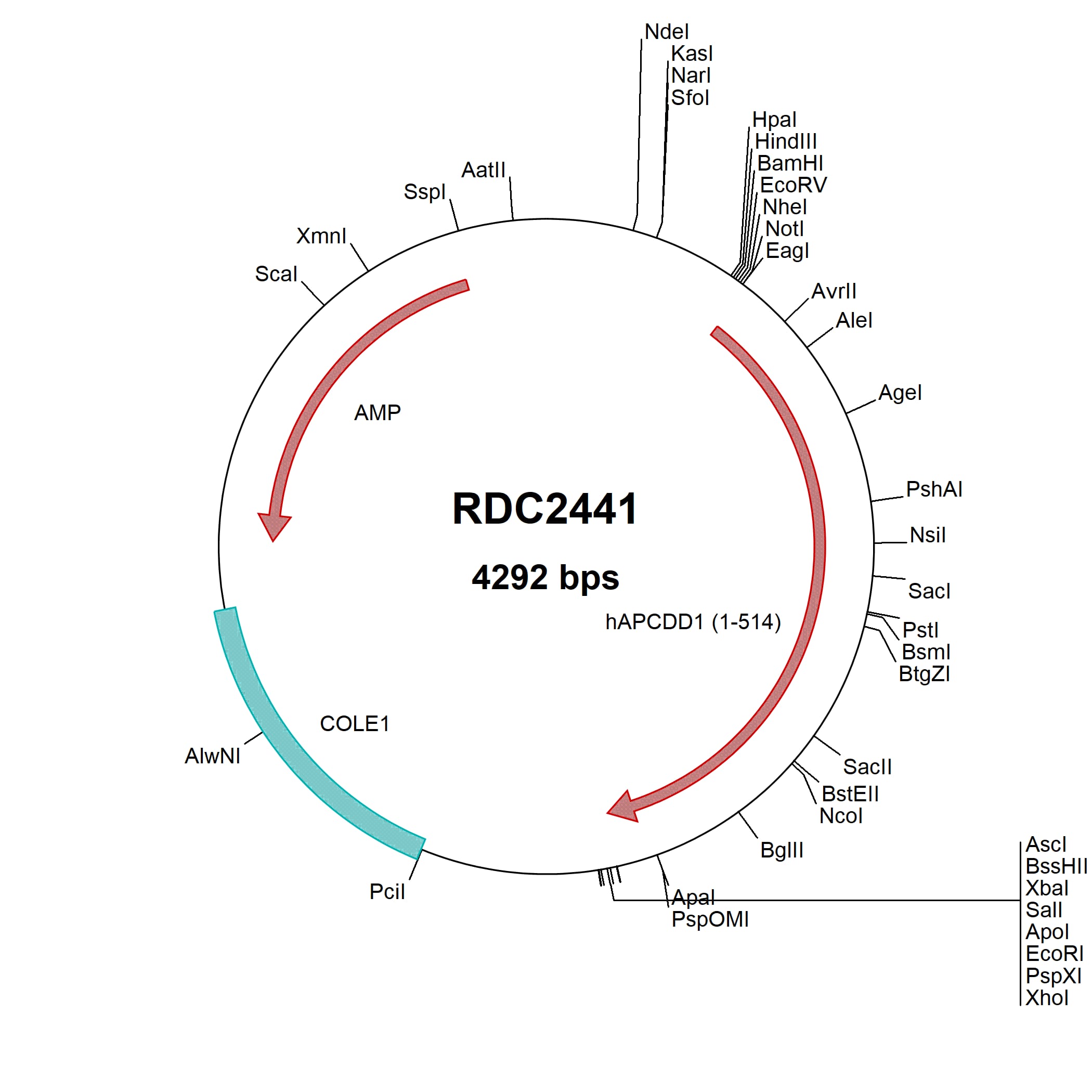 human-apcdd1-np-694545-versaclone-cdna