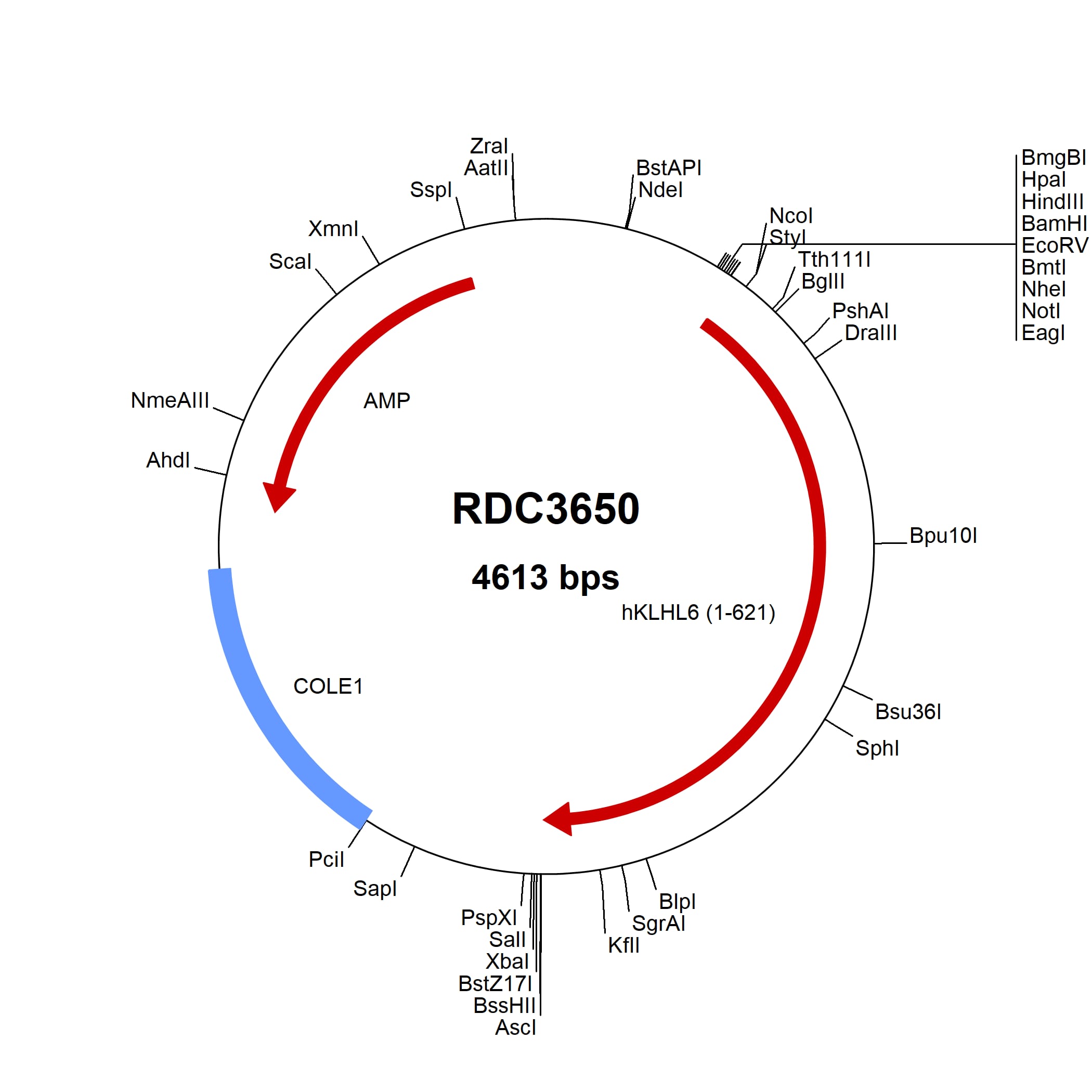 human-klhl6-np-569713-2-versaclone-cdna-rdc3650-r-d-systems