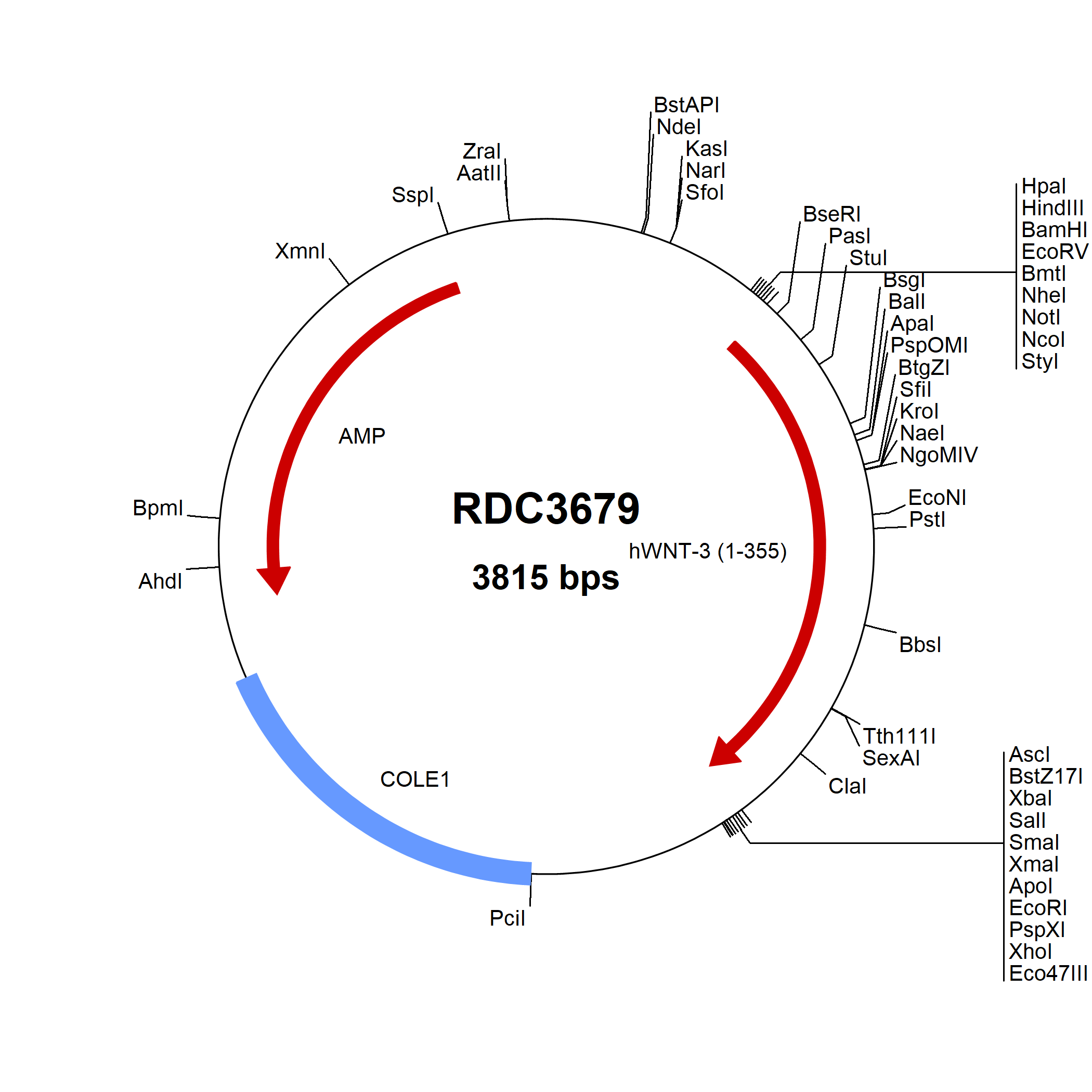 Human Wnt3 (NP_110380.1) VersaClone cDNA RDC3679 R&D Systems