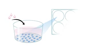 Protocol for Isolation of Human Adult Epithelial Step 1